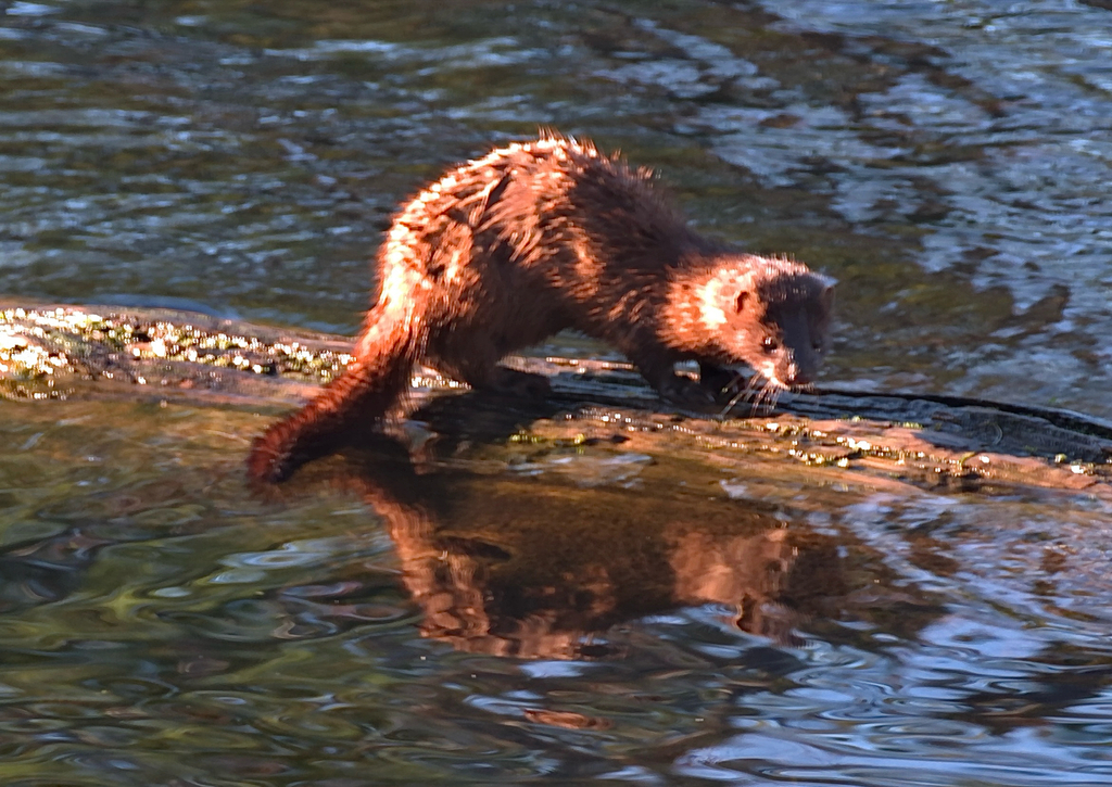 Maple Ridge Minks American Mink from County Road 36, Trent Lakes, ON, CA on May 7, 2026 ...