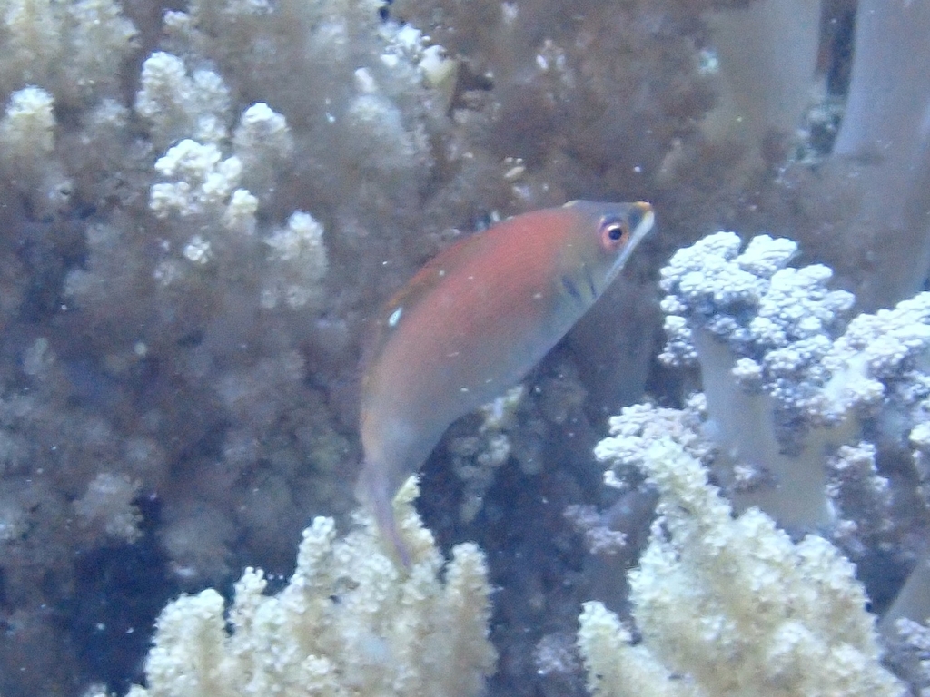 Disappearing wrasse