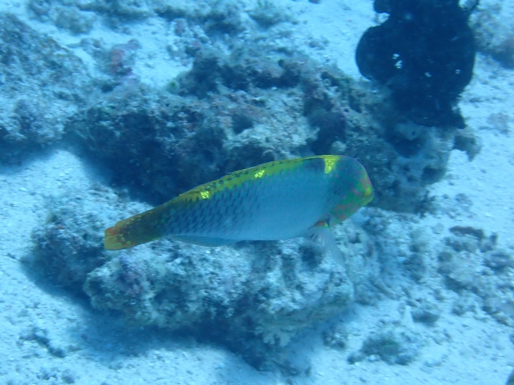Checkerboard wrasse