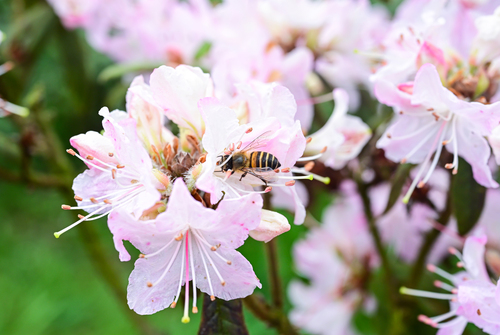 Asian Honey Bee