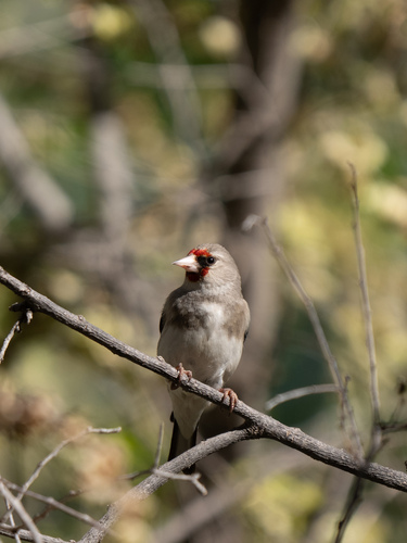 Grey-crowned Goldfinch (Carduelis caniceps), photo 4