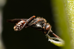 Nomada