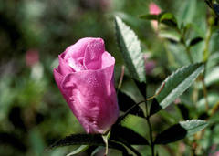 Rosa nitida