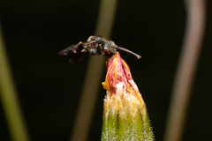 Nomada