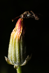 Nomada