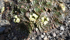 Eudema nubigena