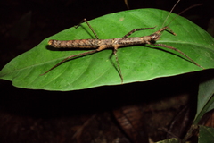 Libethra