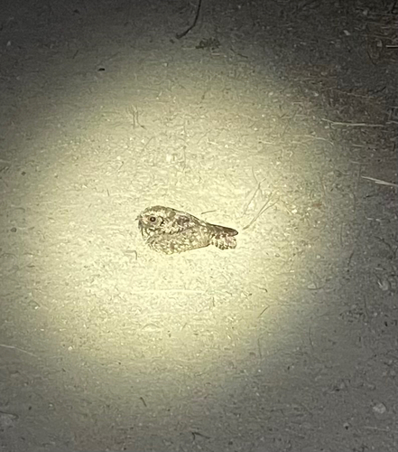 Common Poorwill observed by ziggypop74
