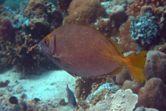 Siganus sutor