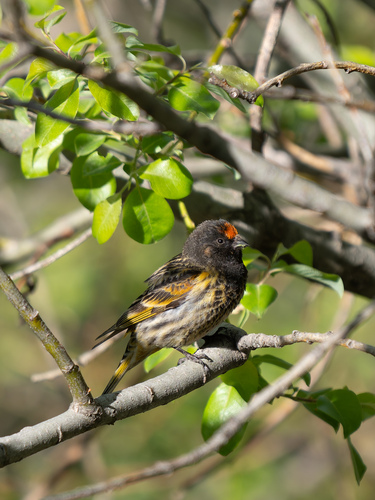 Red-fronted Serin (Serinus pusillus), photo 3