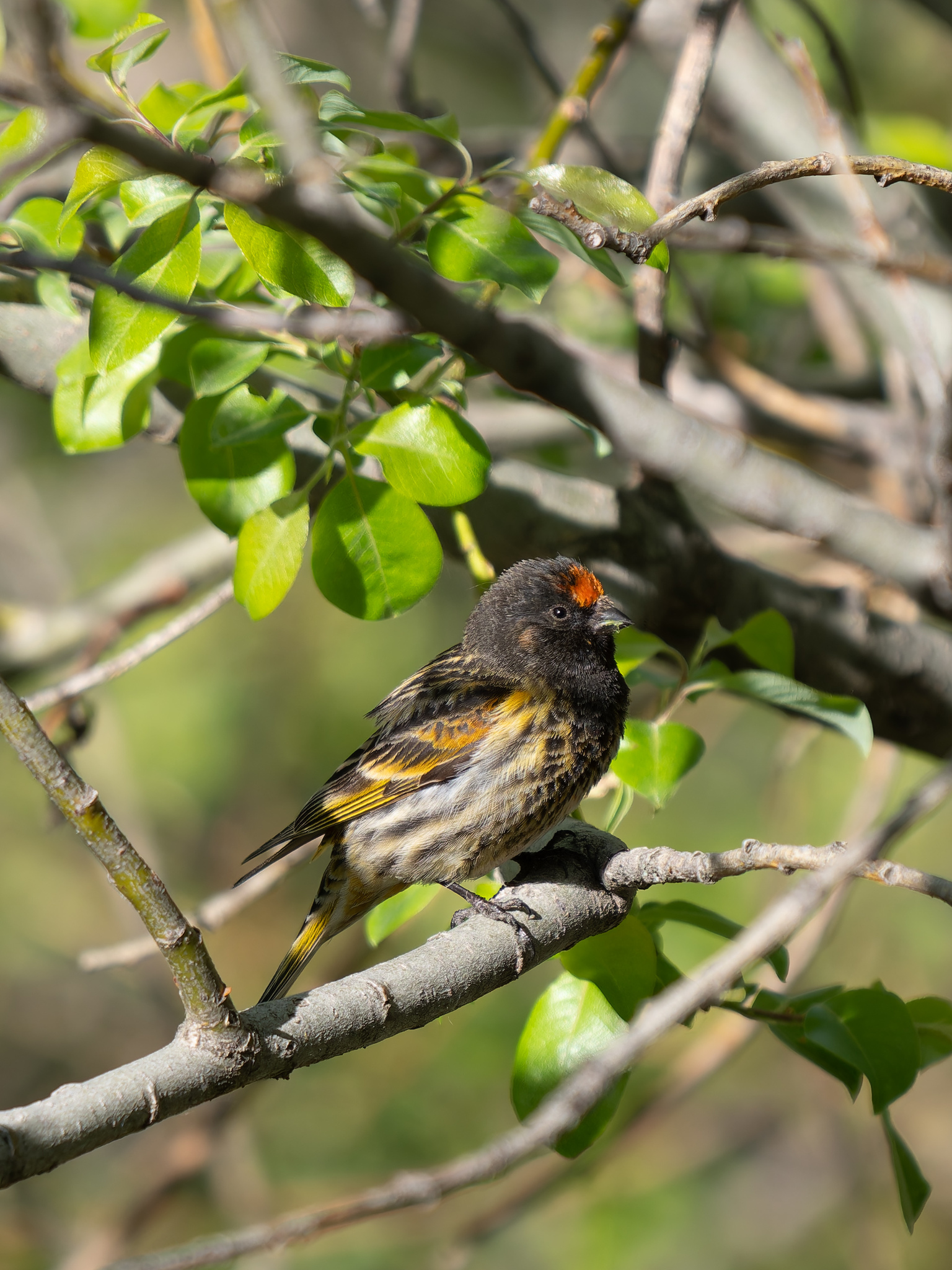 Red-fronted Serin (Serinus pusillus), photo 3