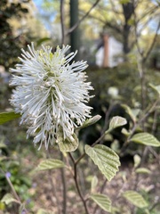 Fothergilla gardenii