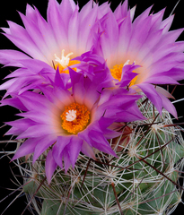 Coryphantha ramillosa