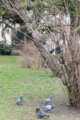 Columba livia domestica
