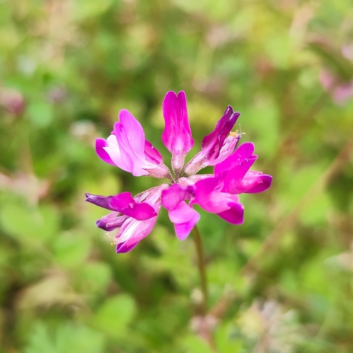 Astragalus sinicus, photograph 2