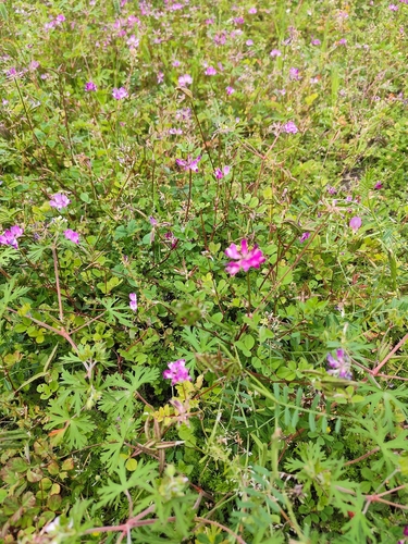 Astragalus sinicus, photograph 3