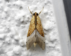Sagariphora magnificalis