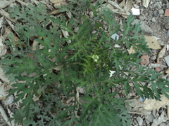 Parthenium bipinnatifidum