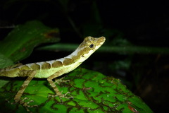 Anolis gracilipes