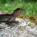 Lynch's Anole - Photo (c) jorgebrito, some rights reserved (CC BY-NC), uploaded by jorgebrito