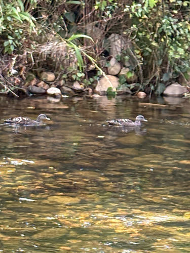 iNaturalist image