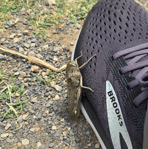 Egyptian Bird Grasshopper