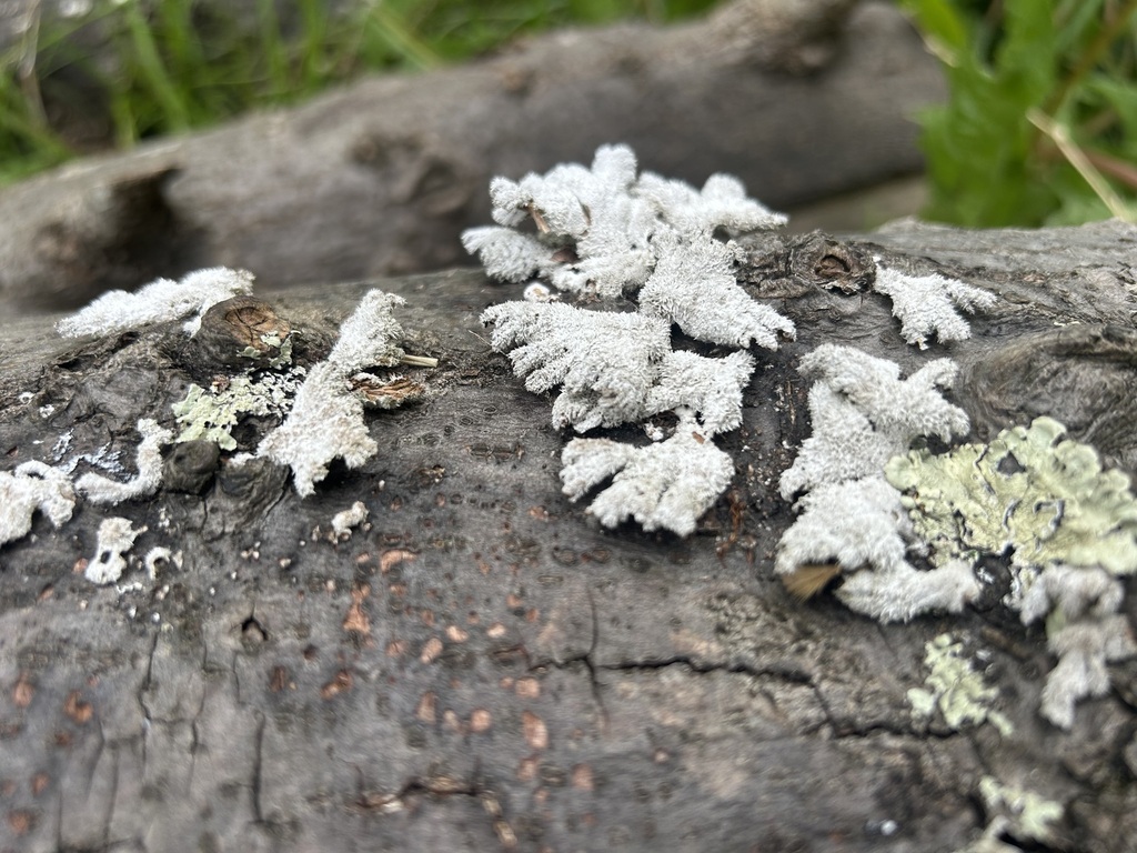 Schizophyllum commune · May 2026 · photo: © priyastoric (iNaturalist, cc-by)