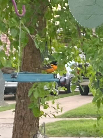 Baltimore Oriole