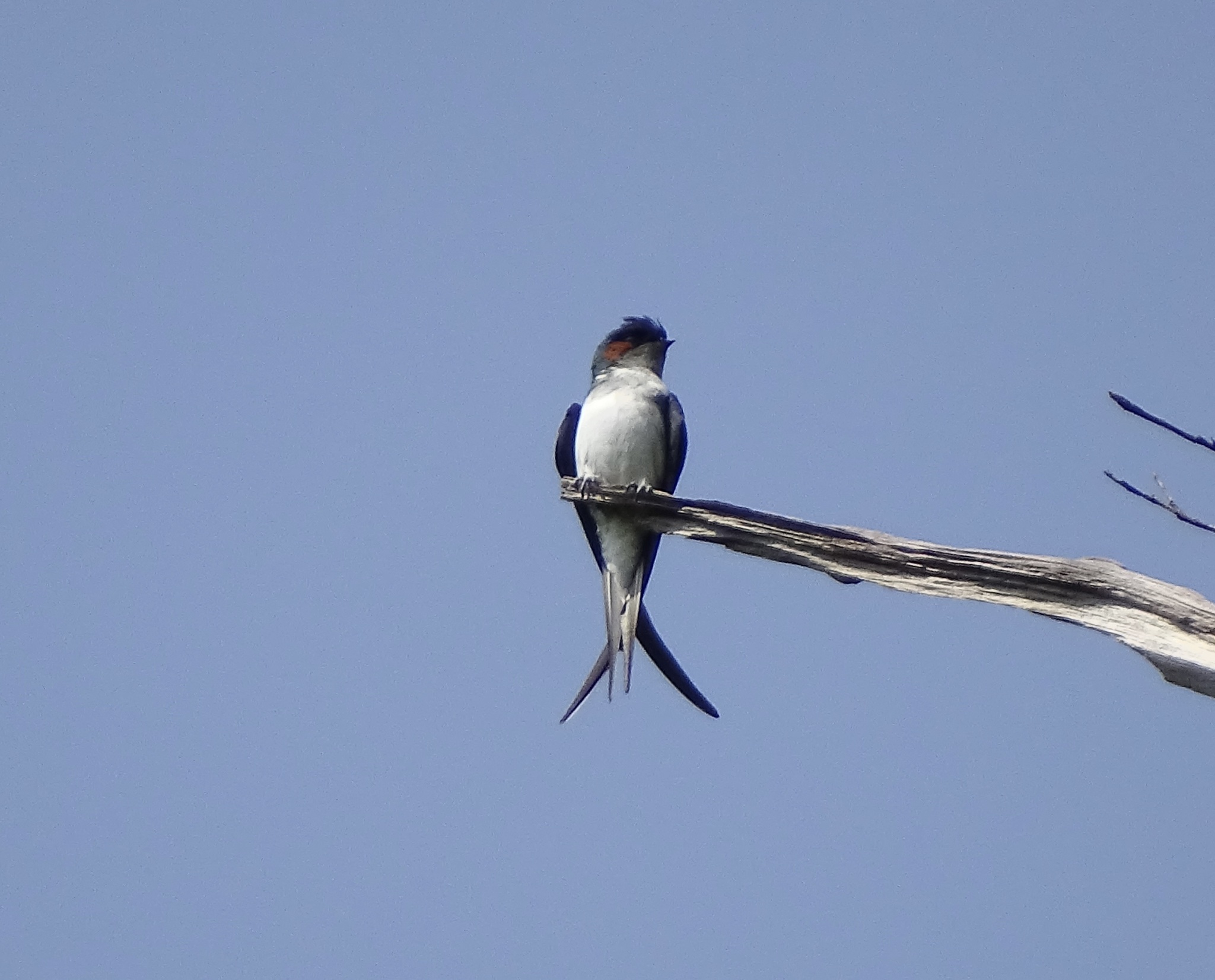 Grey-rumped Treeswift (Hemiprocne longipennis), photo 7
