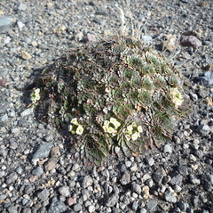 Eudema nubigena