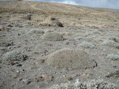 Geranium ecuadoriense