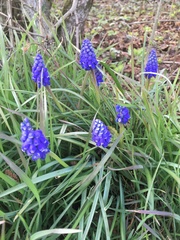 Muscari