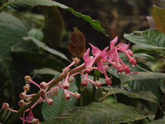 Cavendishia grandifolia