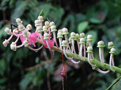 Cavendishia grandifolia