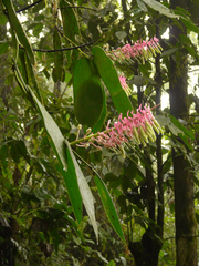 Cavendishia grandifolia