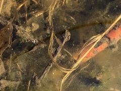 Eubranchipus vernalis