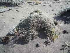 Geranium ecuadoriense