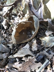Helvella acetabulum