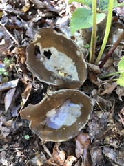 Helvella acetabulum