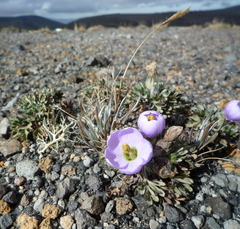 Nototriche phyllanthos