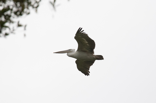 iNaturalist: (c) Александра Ивушкина, some rights reserved (CC BY-NC), uploaded by Александра Ивушкина iNaturalist image