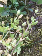 Stellaria apetala