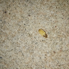 Lamprohiza mulsantii