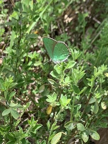 Green Hairstreak