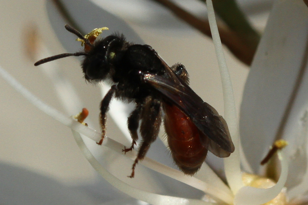 Andrena sardoa