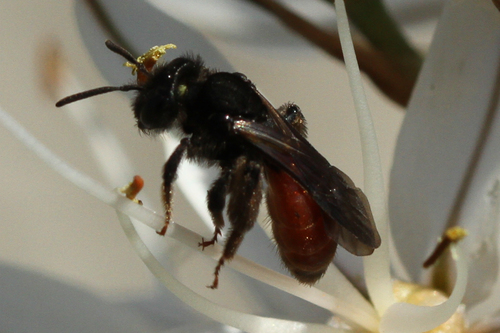 Andrena sardoa