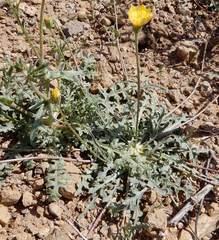 Malacothrix fendleri