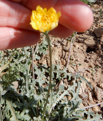 Malacothrix fendleri