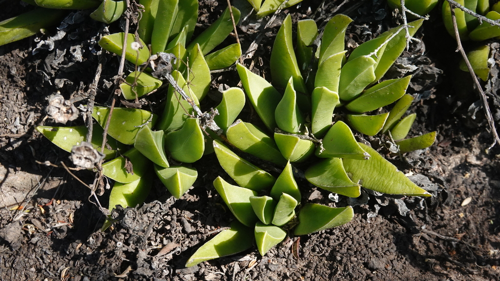 Bergeranthus scapiger