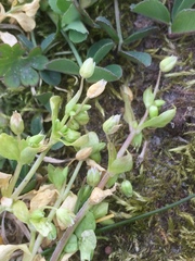 Stellaria apetala